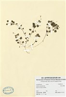 藏品(阿里山繁縷)的圖片